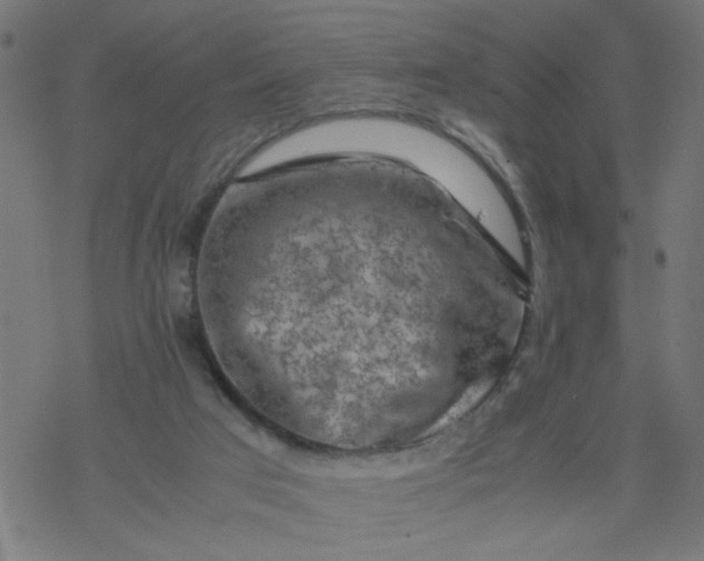 X0000077390017200611032013