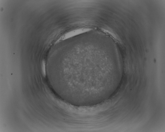 X0000077390022200611032013