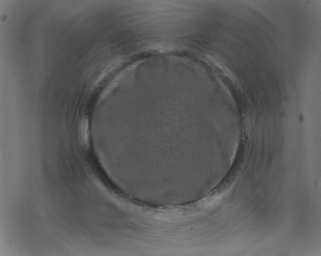 X0000077390024200611032013