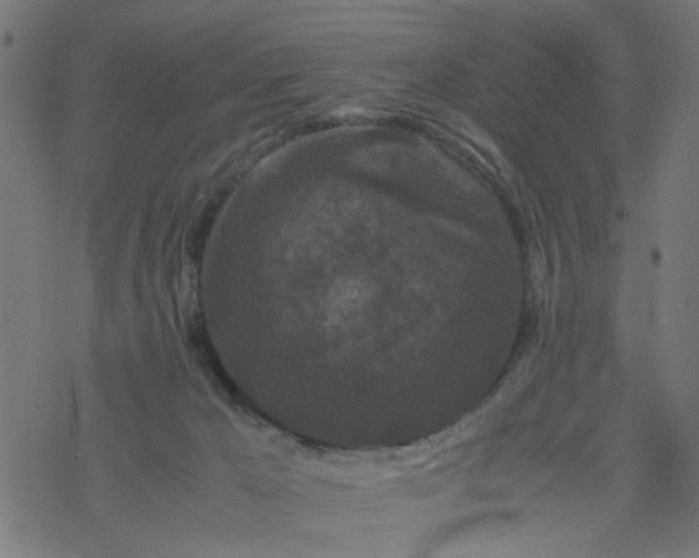 X0000077390029200611032013