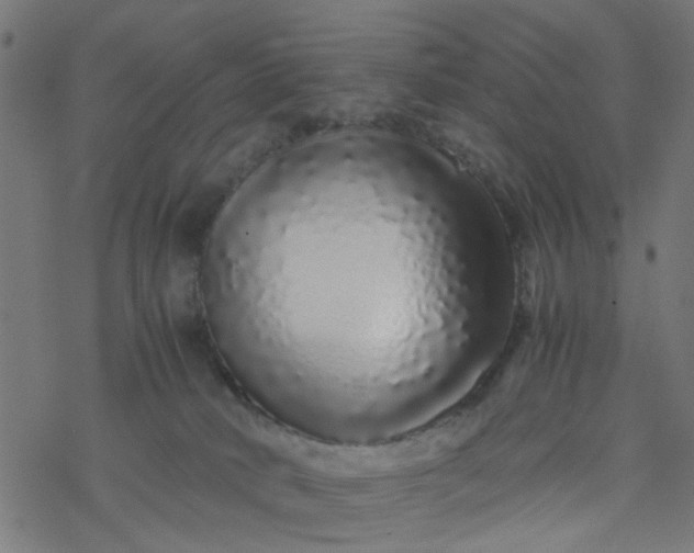 X0000077390034200611032012