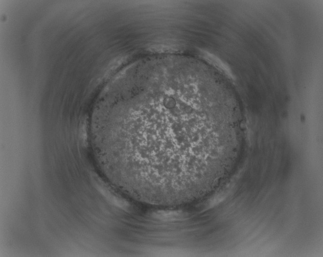 X0000077390065200611032012