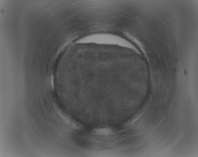 X0000077390067200611032012