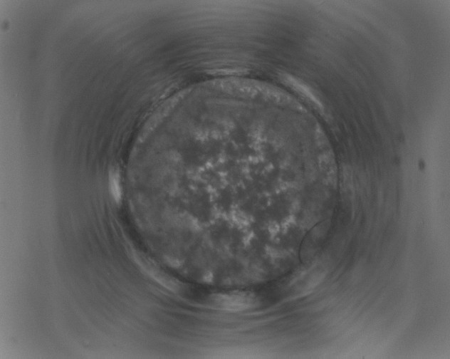 X0000077390069200611032012