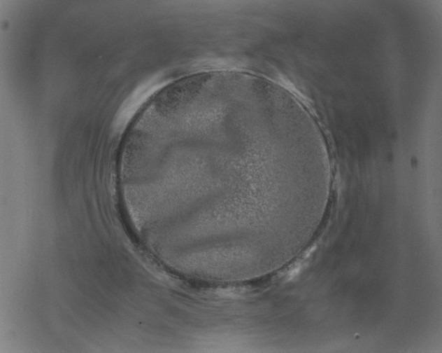 X0000077390103200611032011