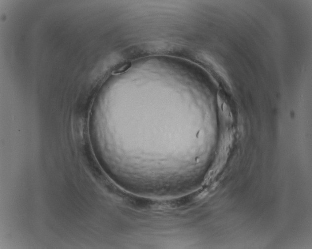 X0000077390115200611032011