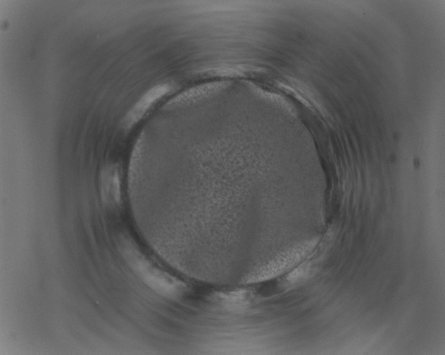 X0000077390120200611032011