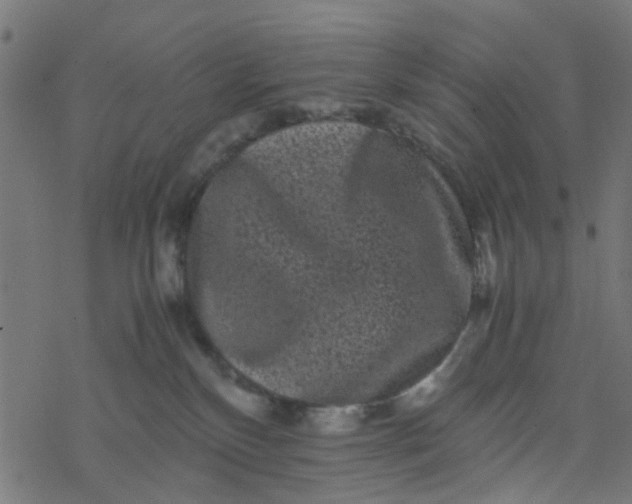 X0000077390136200611032011