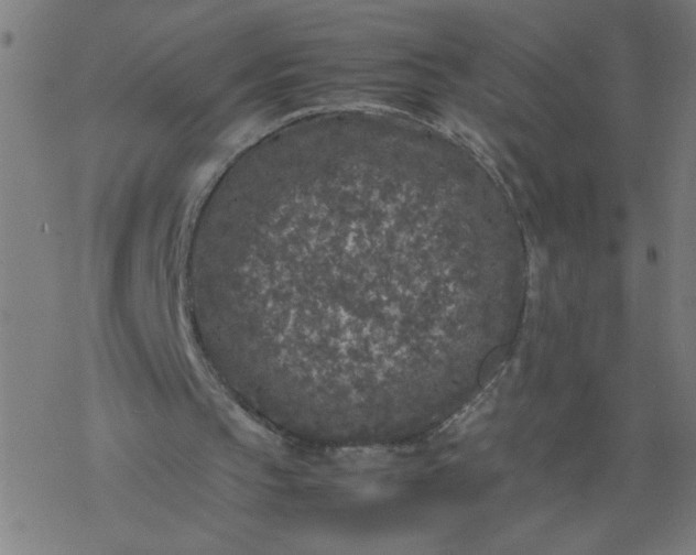 X0000077390145200611032010