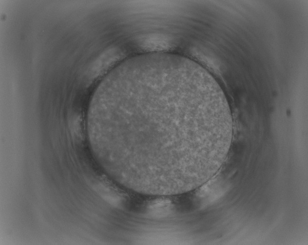 X0000077390162200611032010