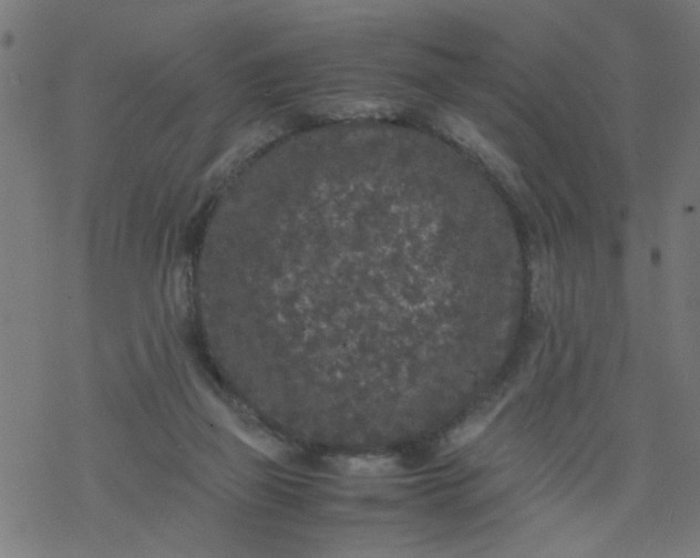 X0000077390165200611032010