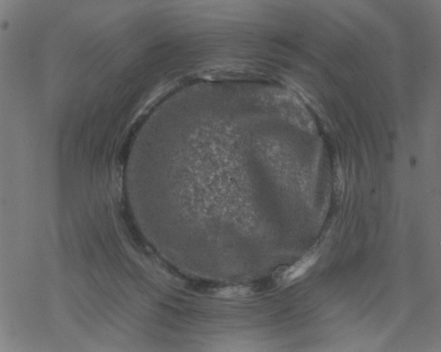 X0000077390168200611032010