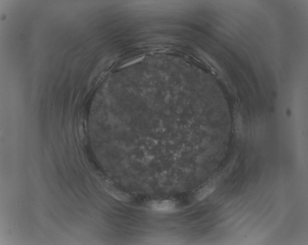 X0000077390169200611032010