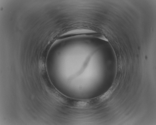 X0000077390176200611032010