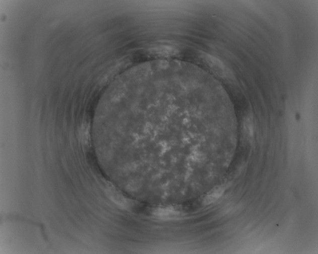 X0000077390177200611032010