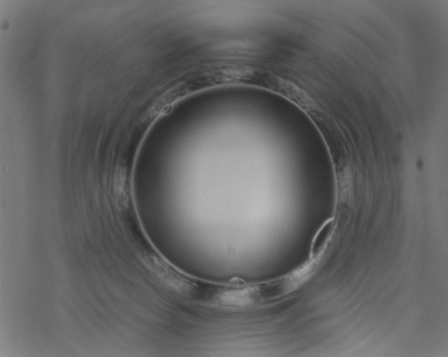 X0000077390178200611032010