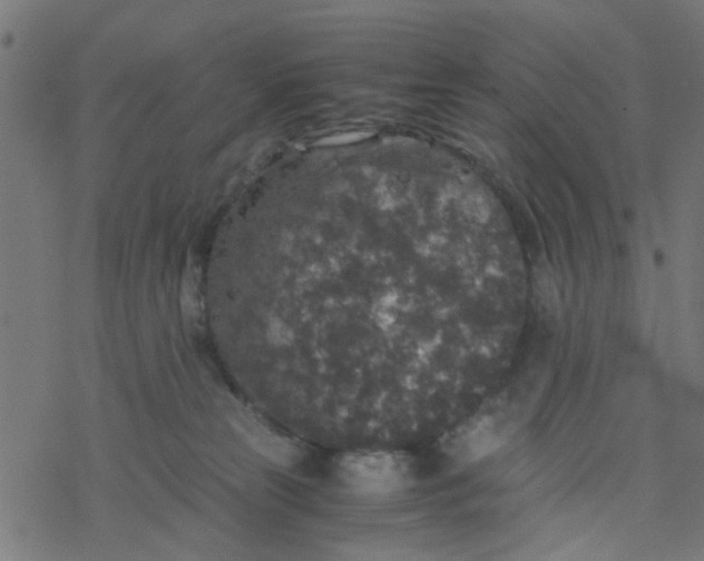 X0000077390181200611032010