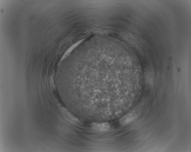 X0000077390185200611032011