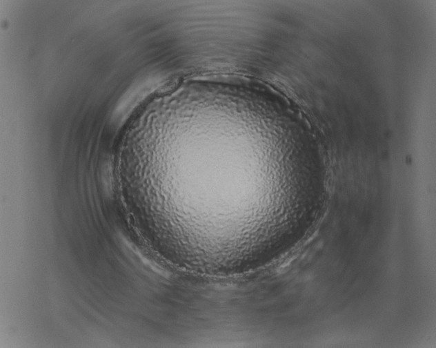 X0000077390194200611032010