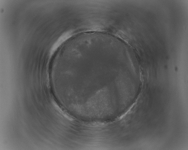 X0000077390198200611032010