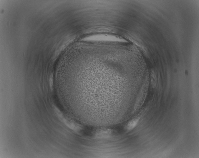 X0000077390206200611032010