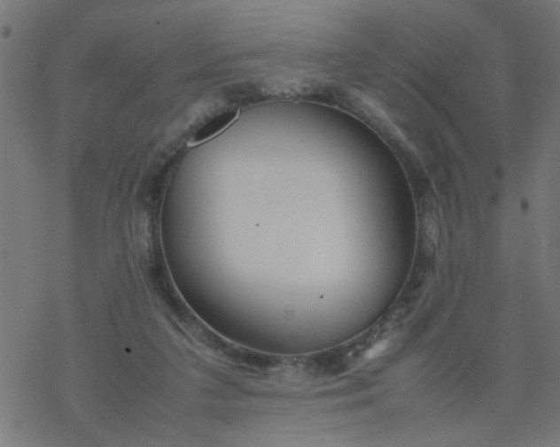 X0000077390211200611032010