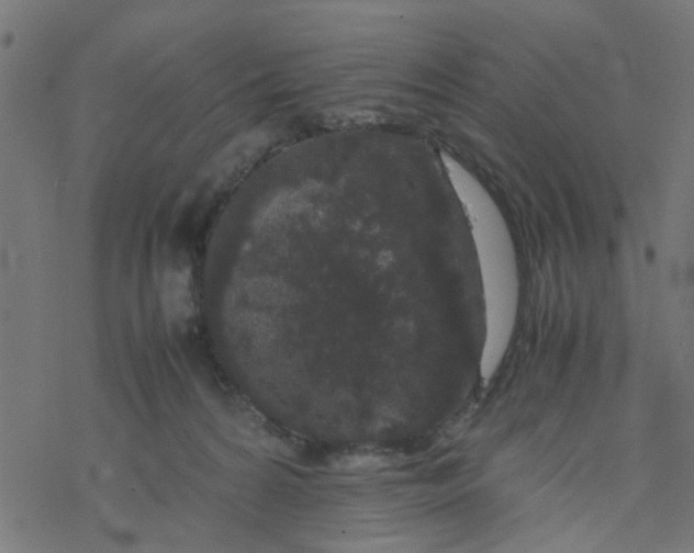 X0000077390224200611032009