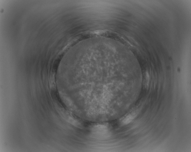 X0000077390236200611032009