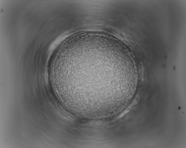 X0000077390294200611032008