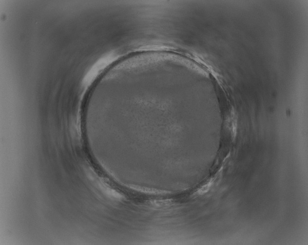 X0000077390296200611032008