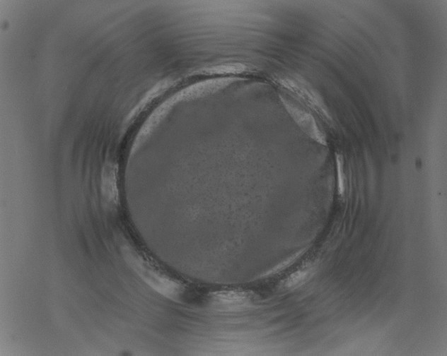 X0000077390300200611032008