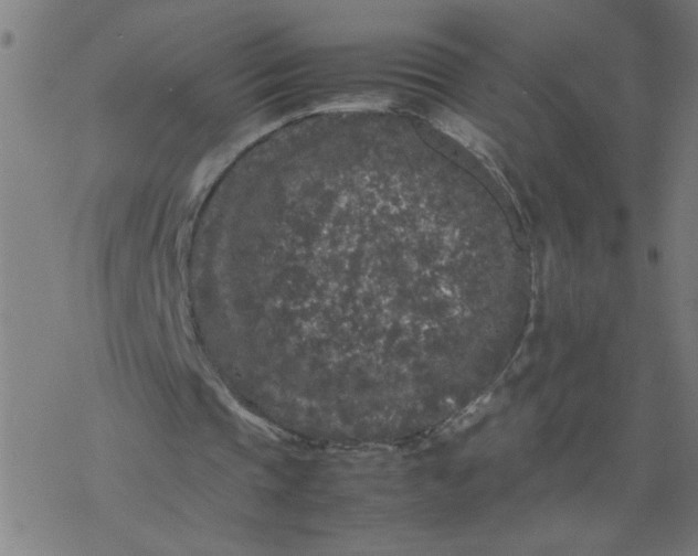 X0000077390337200611032007