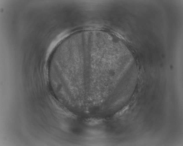 X0000077390343200611032007