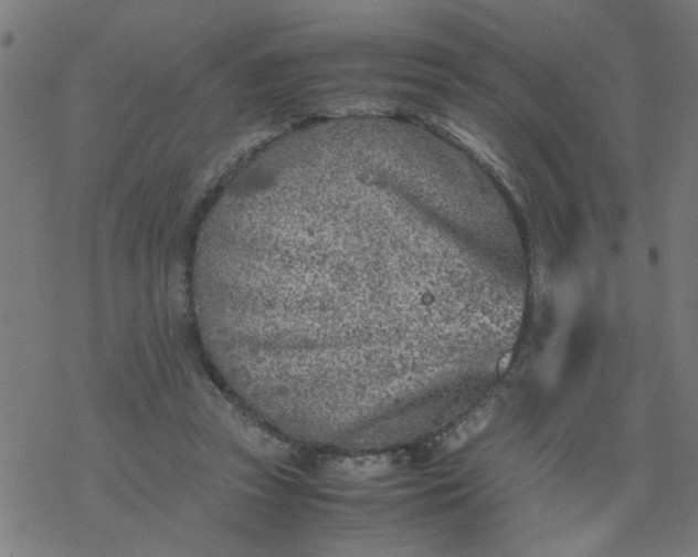 X0000077390353200611032007