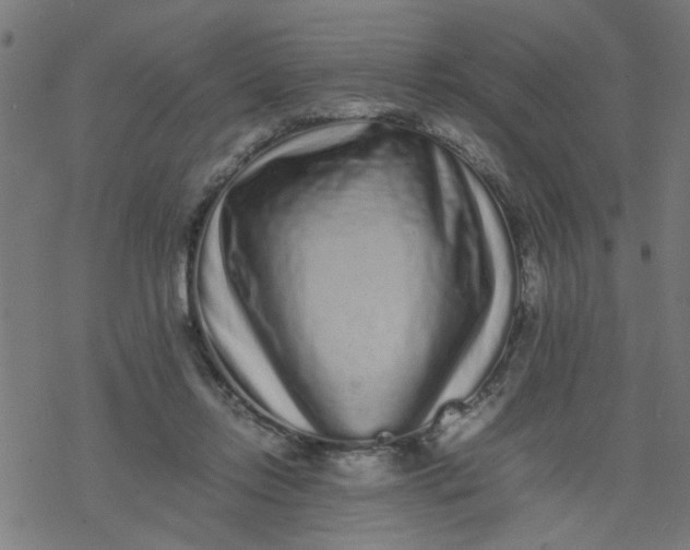 X0000077390358200611032007