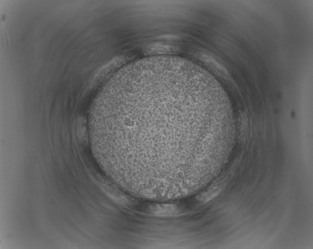 X0000077390361200611032007