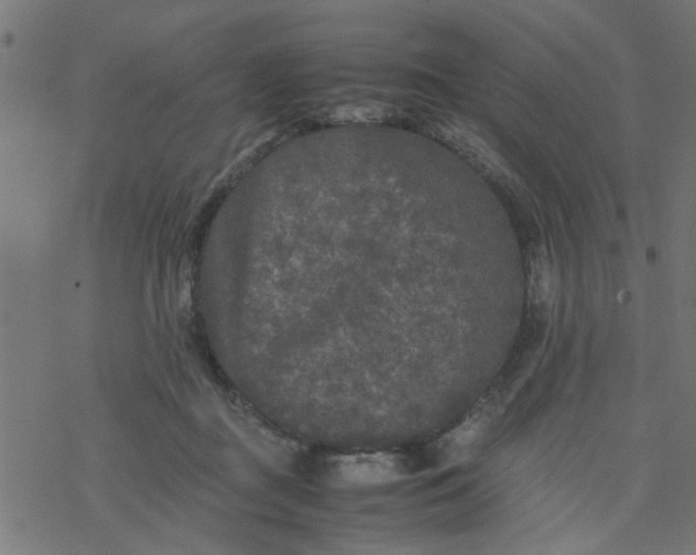 X0000077390363200611032007