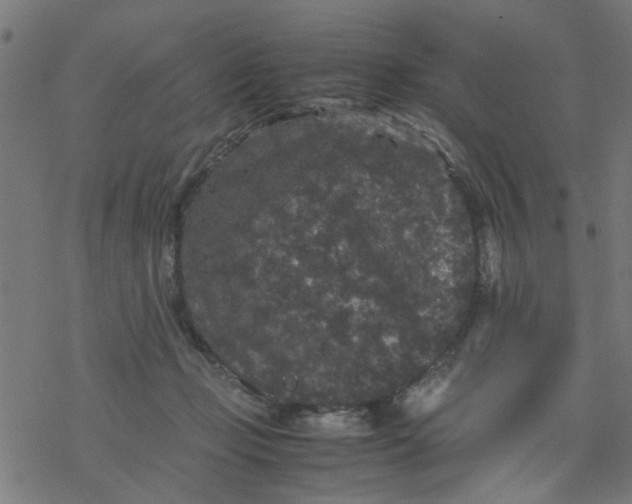 X0000077390365200611032007