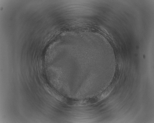 X0000077390366200611032007