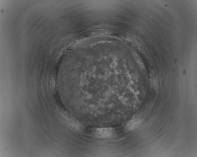 X0000077390371200611032007