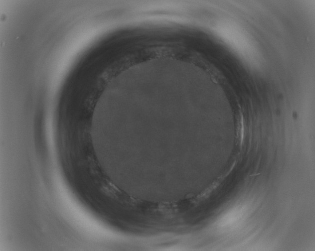 X0000077390383200611032008