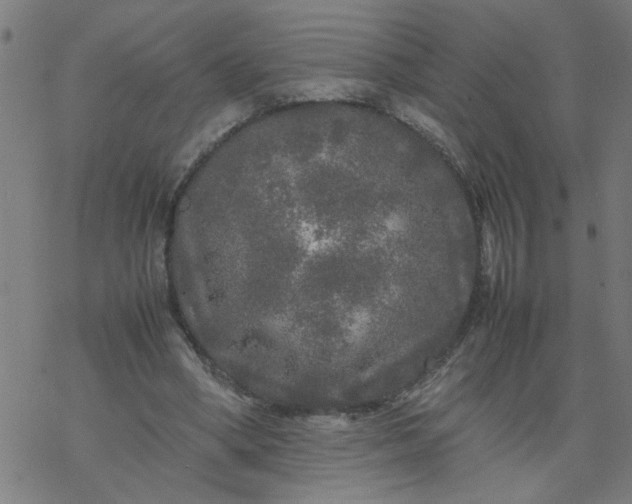 X0000077390394200611032007