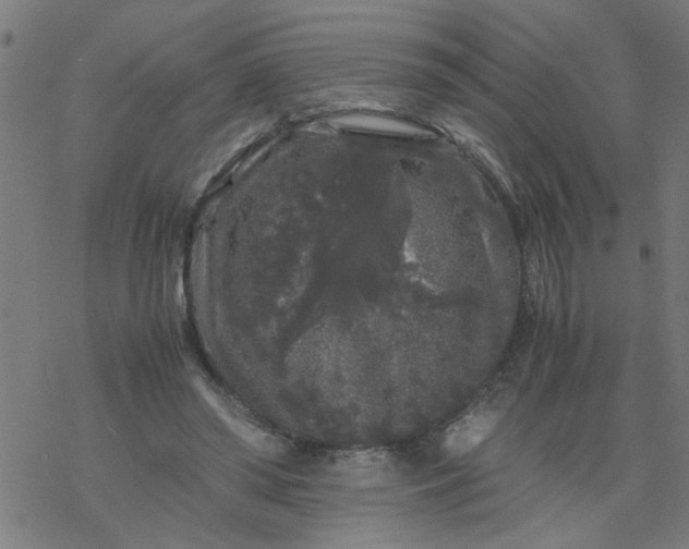 X0000077390398200611032007