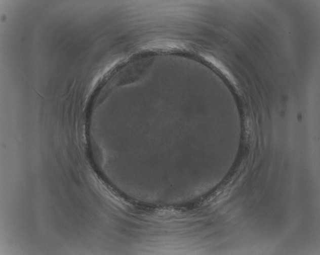 X0000077390399200611032007