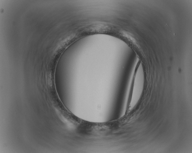 X0000077390403200611032006