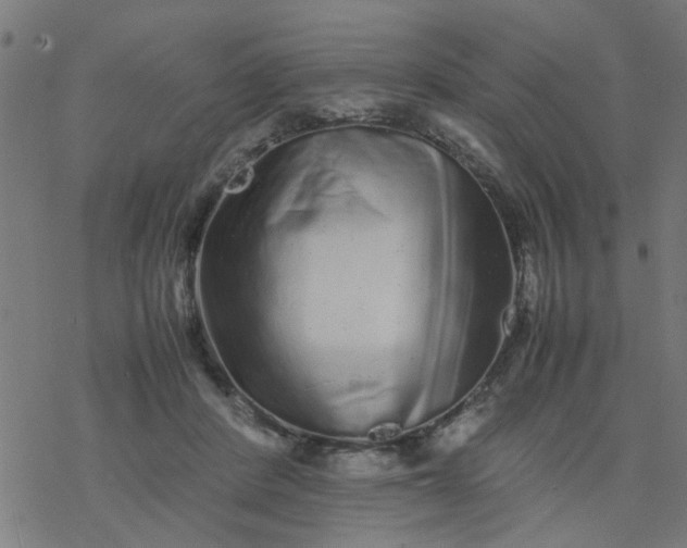 X0000077390408200611032006