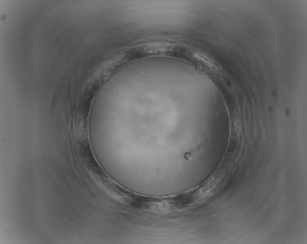 X0000077390411200611032006