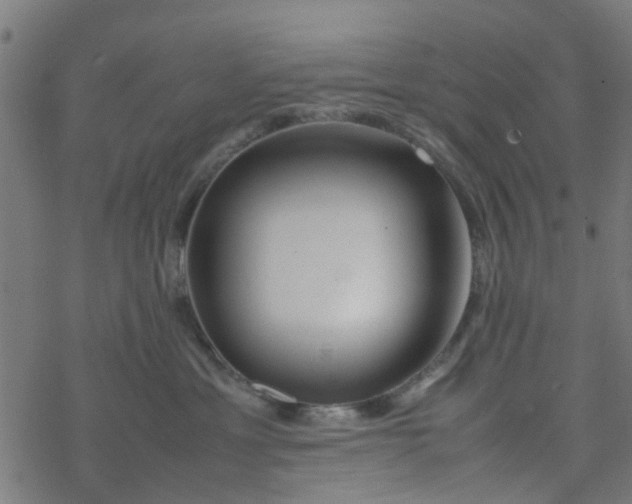 X0000077390429200611032006