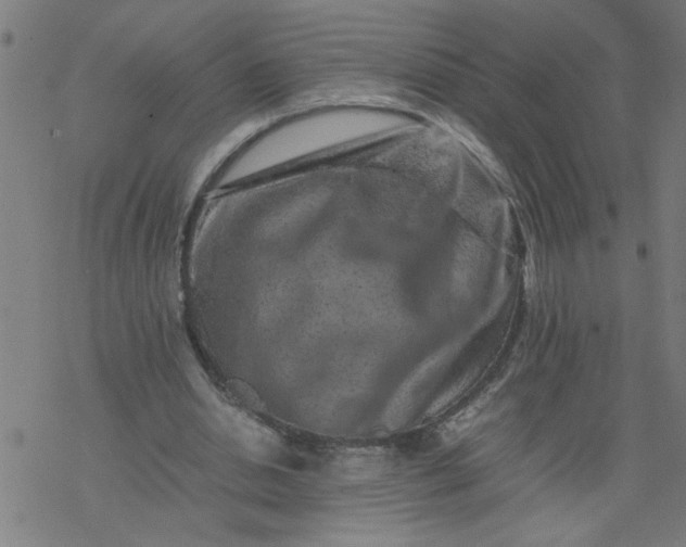 X0000077390438200611032005