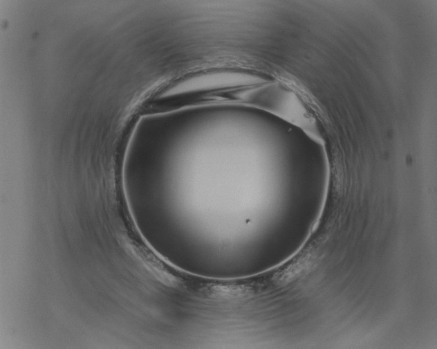 X0000077390442200611032005